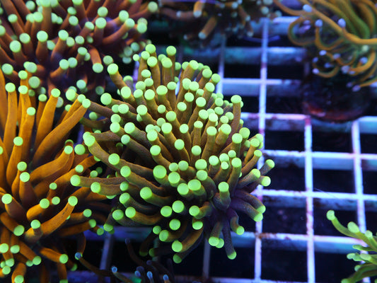 GS Malaysian Teal Tip Torch