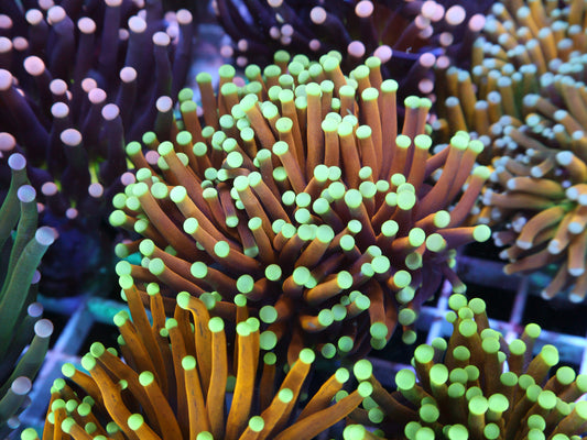 GS Malaysian Teal Tip Torch