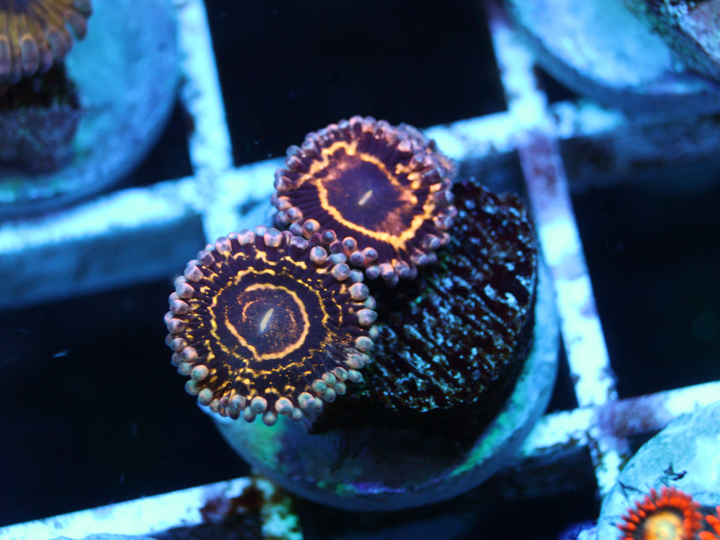 Stratosphere Zoanthids
