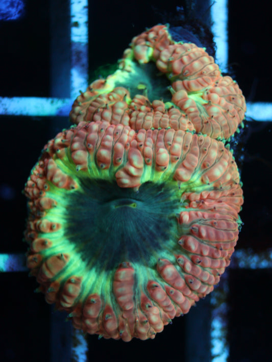 GS Black Hole Blastomussa