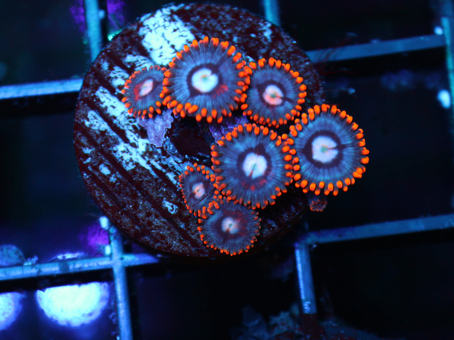 GS Fire & Ice Zoa