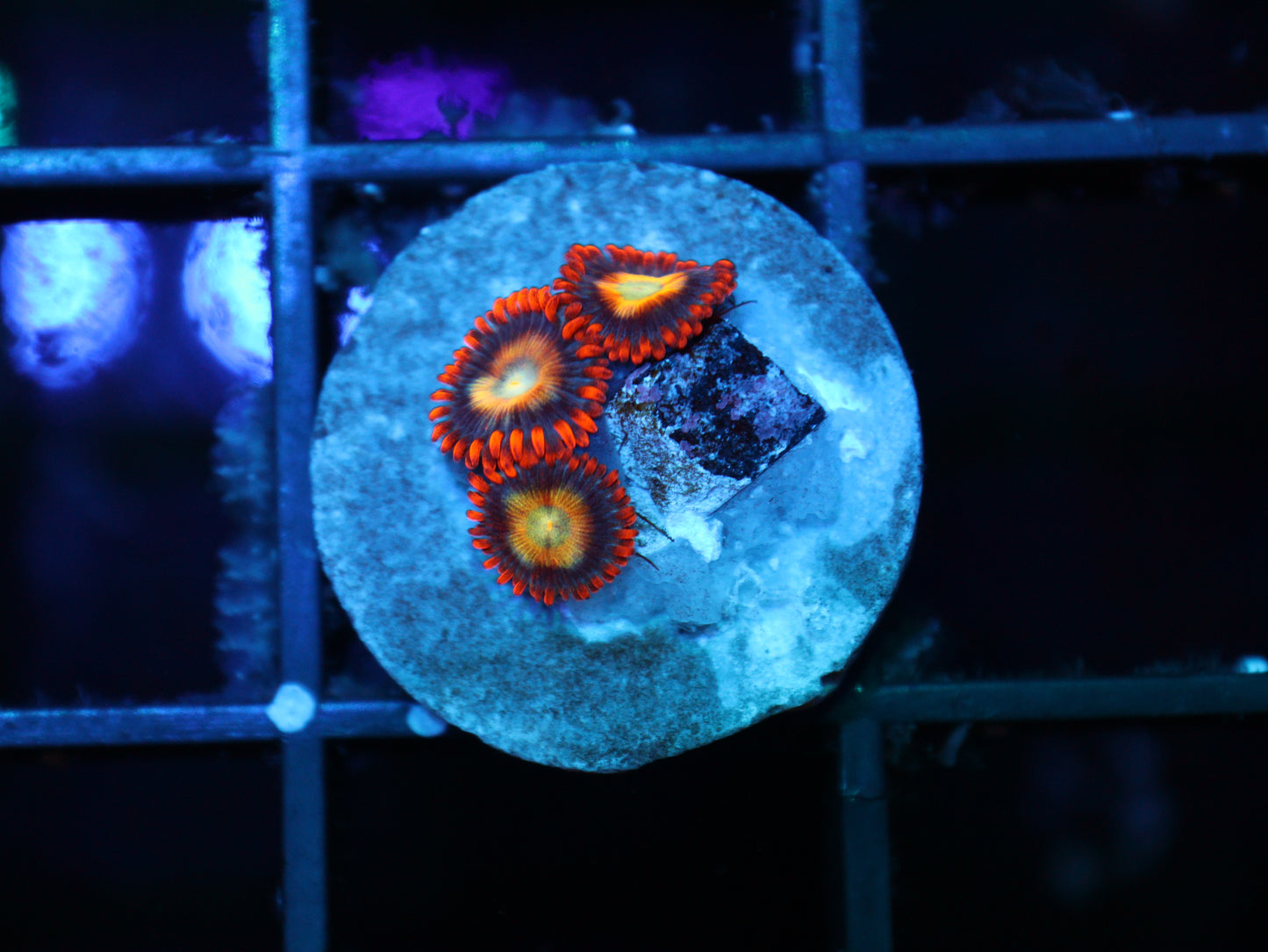 TSA Circus Freak Zoanthids