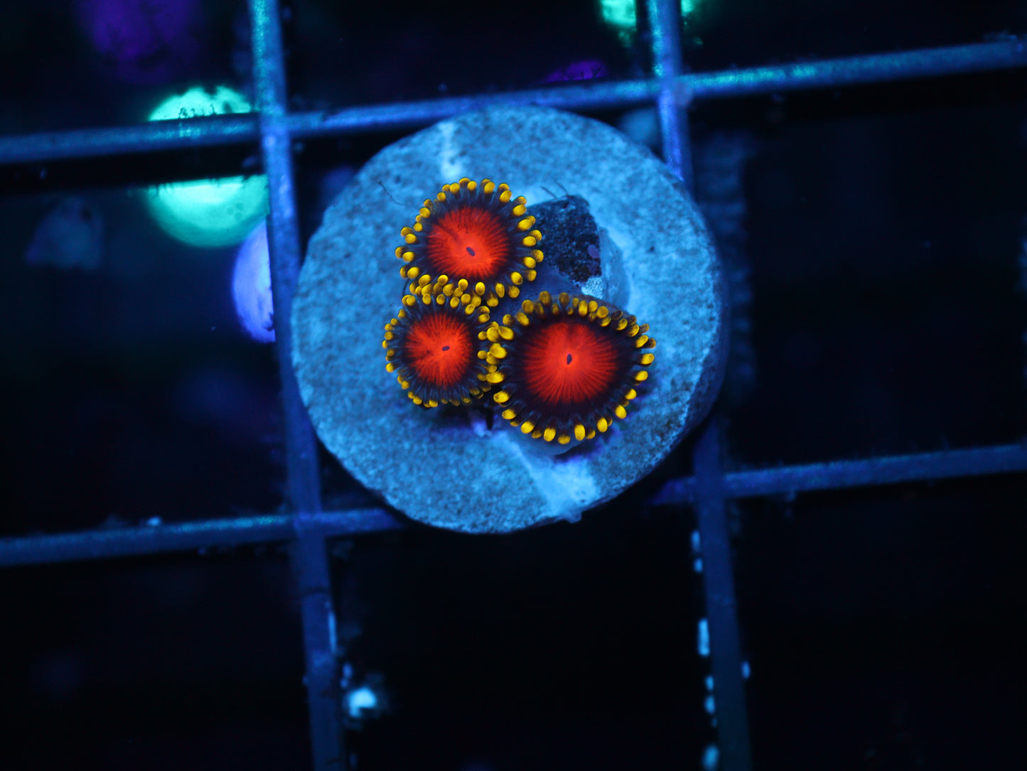 GS Hyper Color Zoanthids