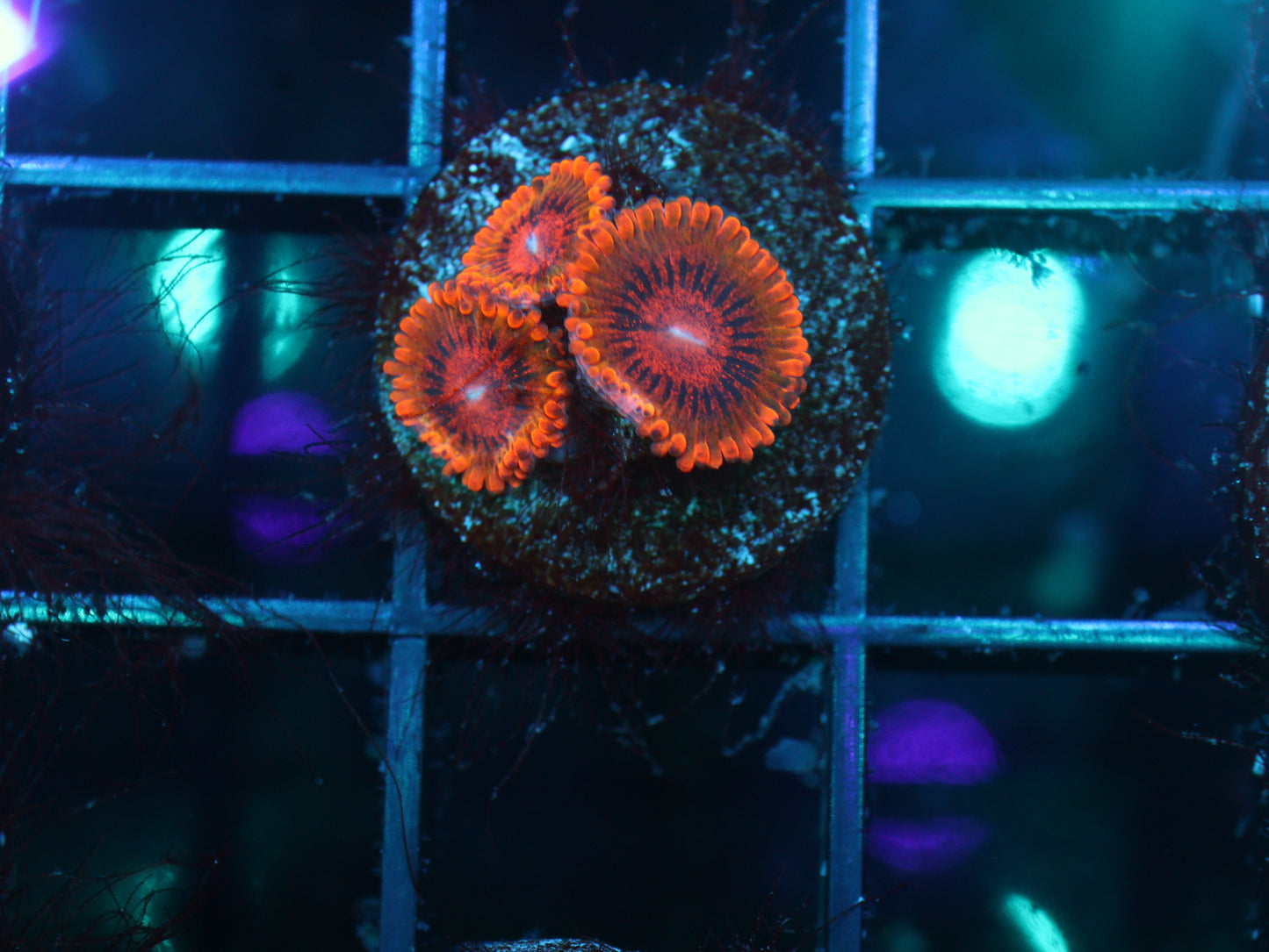 GS Speckled Krak Zoanthids