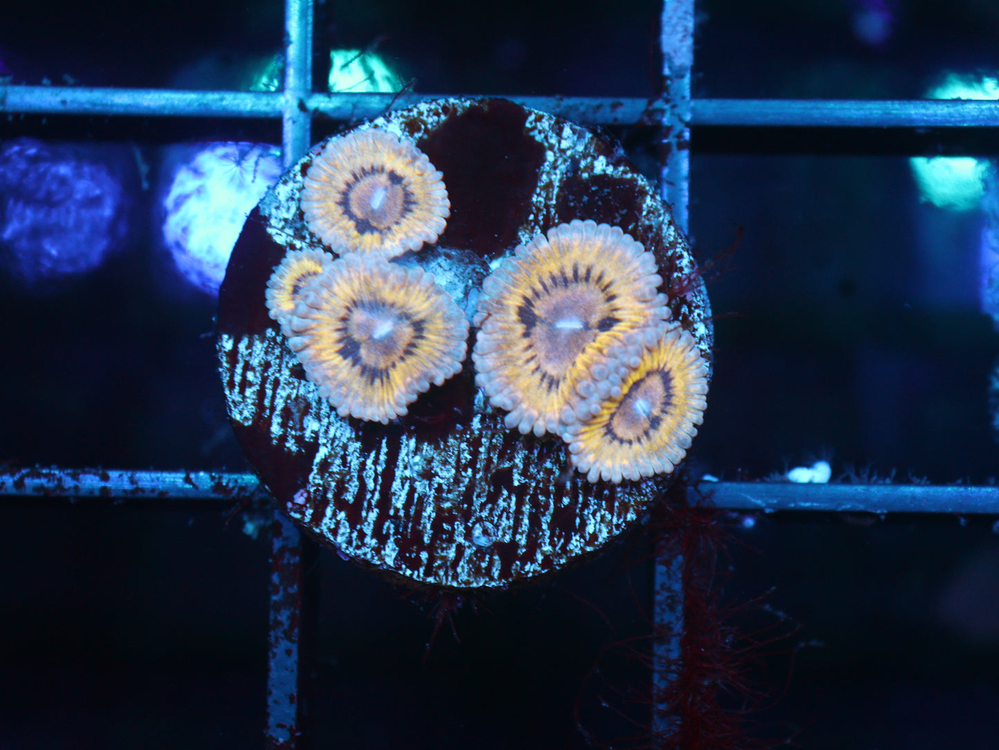 GS Stratocaster Zoanthids