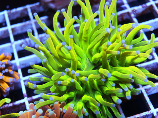 GS Indo Holy Grail Torch coral frag – Euphyllia torch coral | Gem State Corals