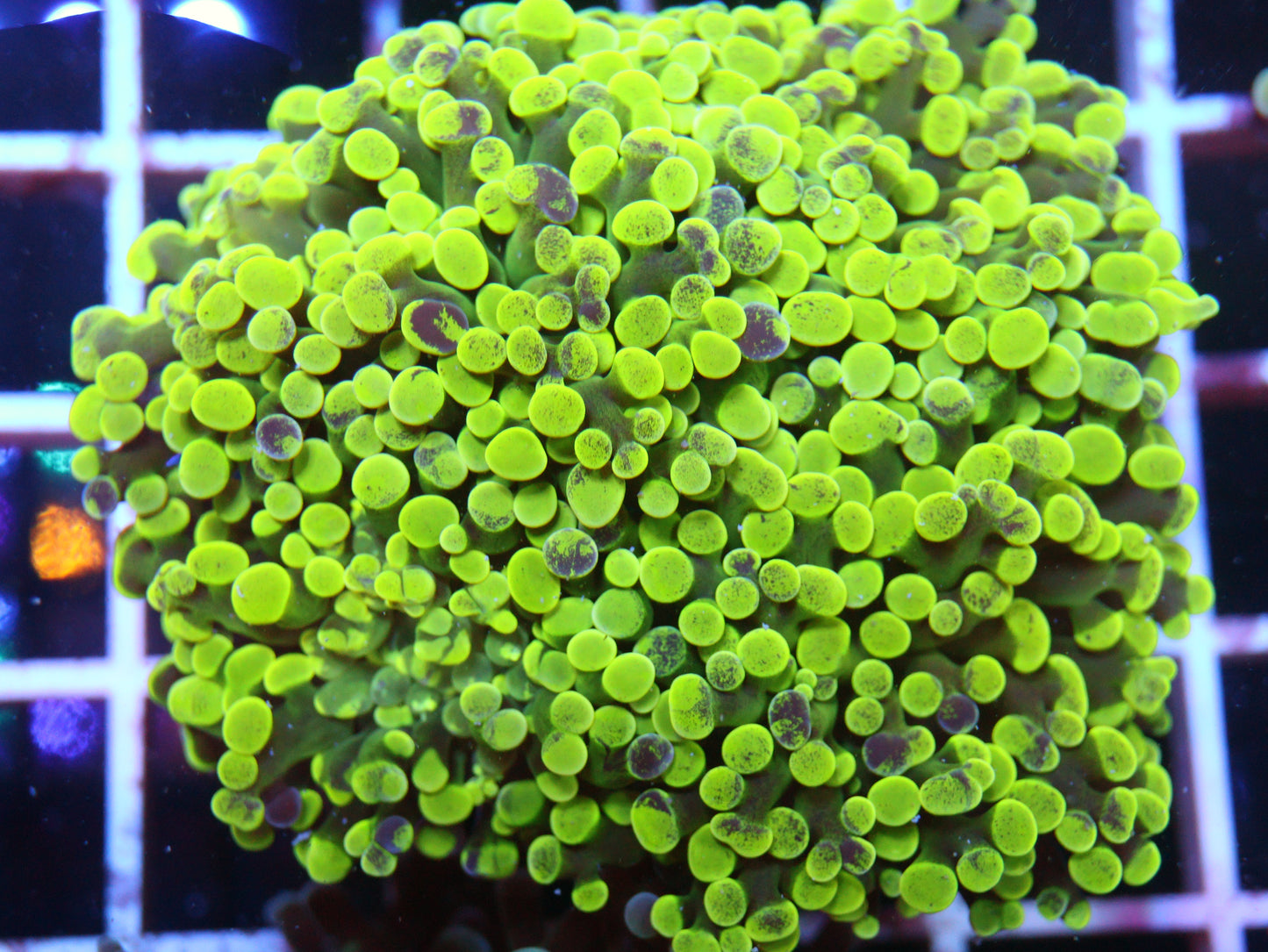 GS Splatter Frogspawn