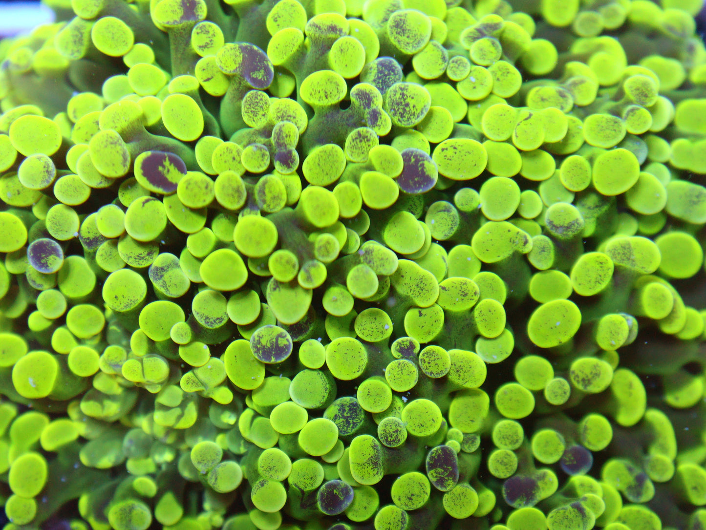 GS Splatter Frogspawn