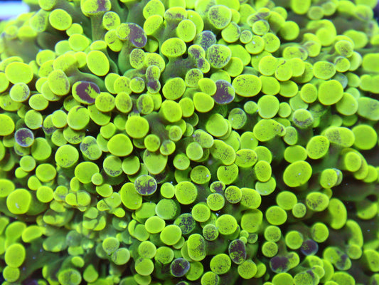 GS Splatter Frogspawn coral frag – Euphyllia torch coral | Gem State Corals