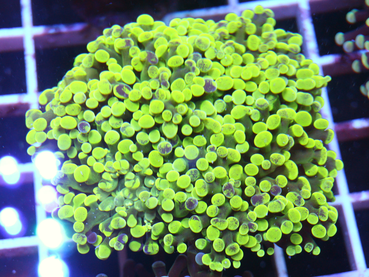 GS Splatter Frogspawn
