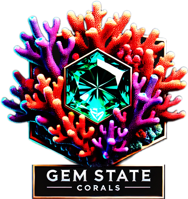 Mystery Frag (Only Available w/ Coral Orders) coral frag – live coral frag | Gem State Corals