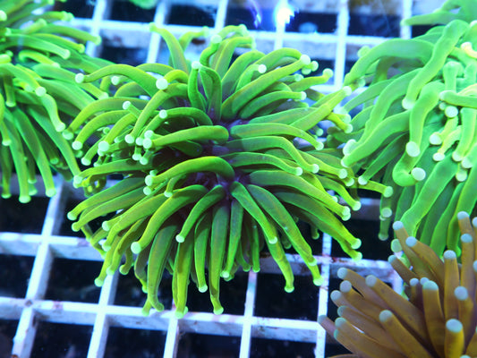 GS Malaysian Master Torch coral frag – Euphyllia torch coral | Gem State Corals