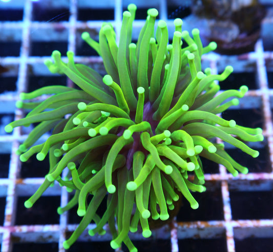 GS Malaysian Master Torch coral frag – Euphyllia torch coral | Gem State Corals