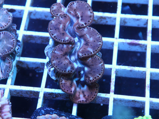 Gold Tridacna Maxima Clam 1.5" (Copy) coral frag – live coral frag | Gem State Corals