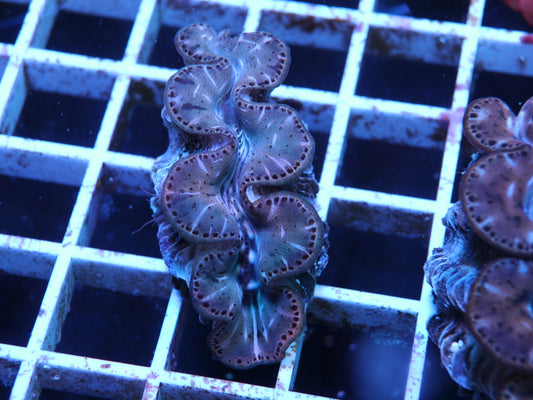 Gold Tridacna Maxima Clam 1.5" coral frag – live coral frag | Gem State Corals