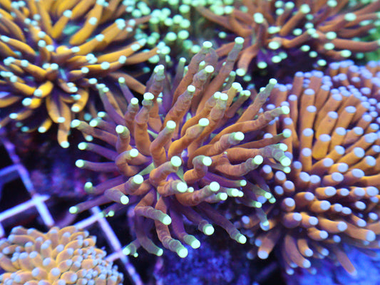 GS Tiger Torch (Single Polyp)