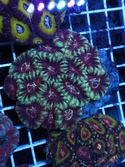 GS Reactor Core Acan Colony