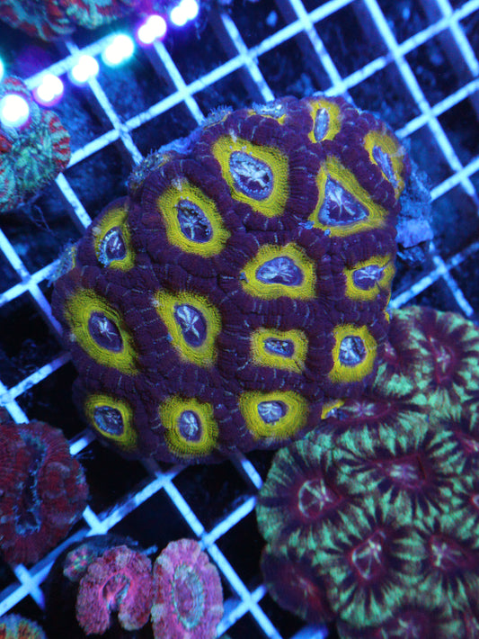 GS Venom Acan Colony