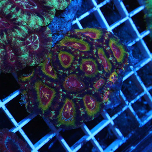 GS Hell Yeah Brother Acan Colony
