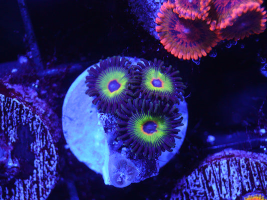 GS Bob Marley Zoas
