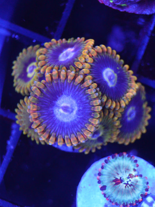 GS Rainbow Yoda Zoas