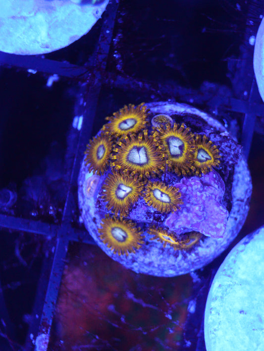 GS Pikachu zoa