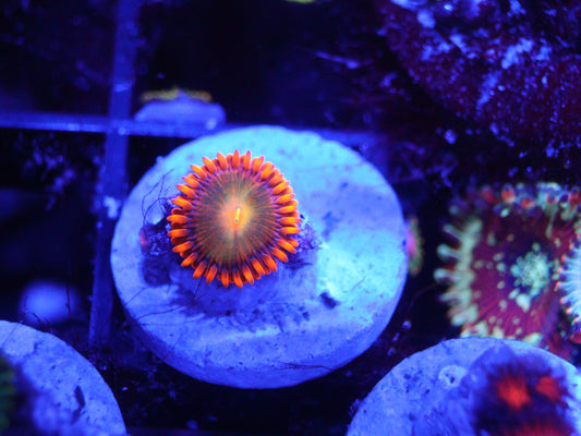 GS Lorax Zoas