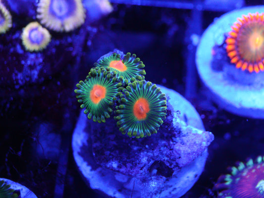 GS Gorilla Nipple Zoas