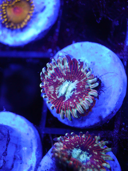GS Magician / Salted Agave Morph Zoa