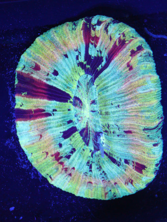 GS Rainbow Trachy (Small 2 Inch)