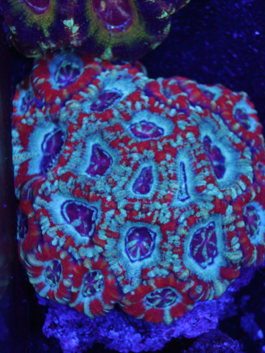 GS Ice Lord Acan Colony