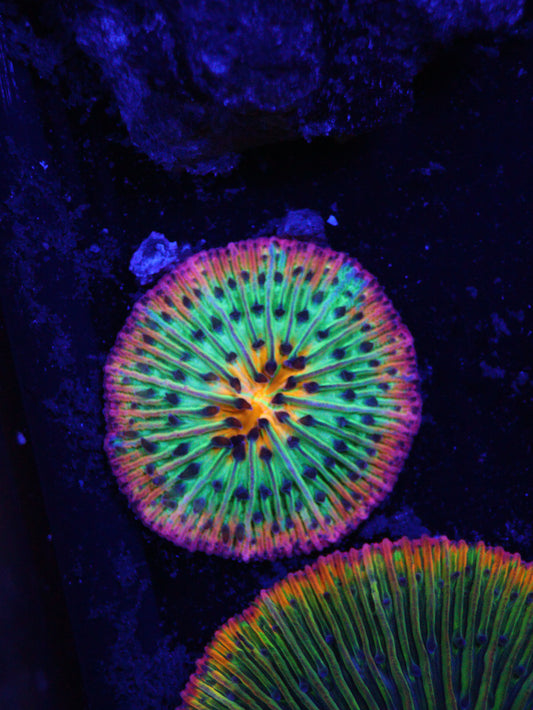 Rainbow Fungia 1.5 inch