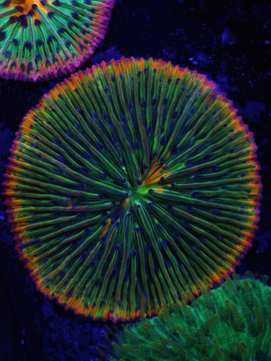 GS Rainbow Fungia 2.25 inch