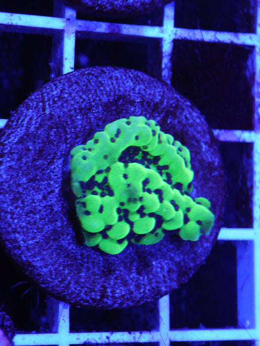 GS Appleberry Montipora