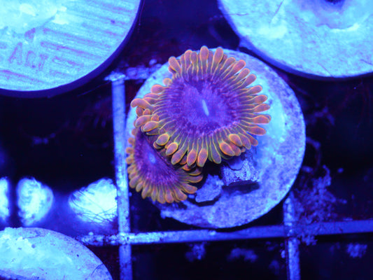 GS Acid Reflux Zoas