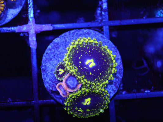 GS Exosphere Zoas