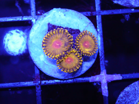 GS Golden Gods Zoas