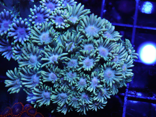 GS Seafoam Goni