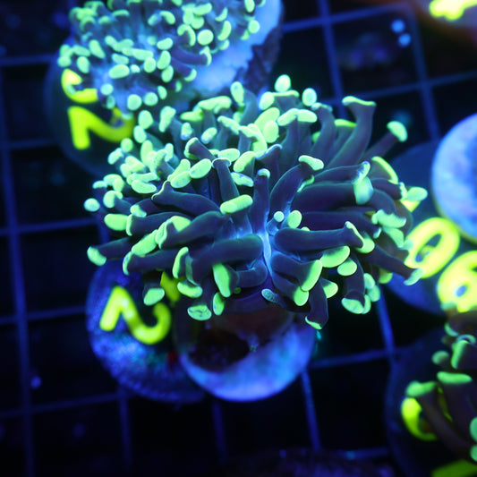 GS Green Hammer (#72)