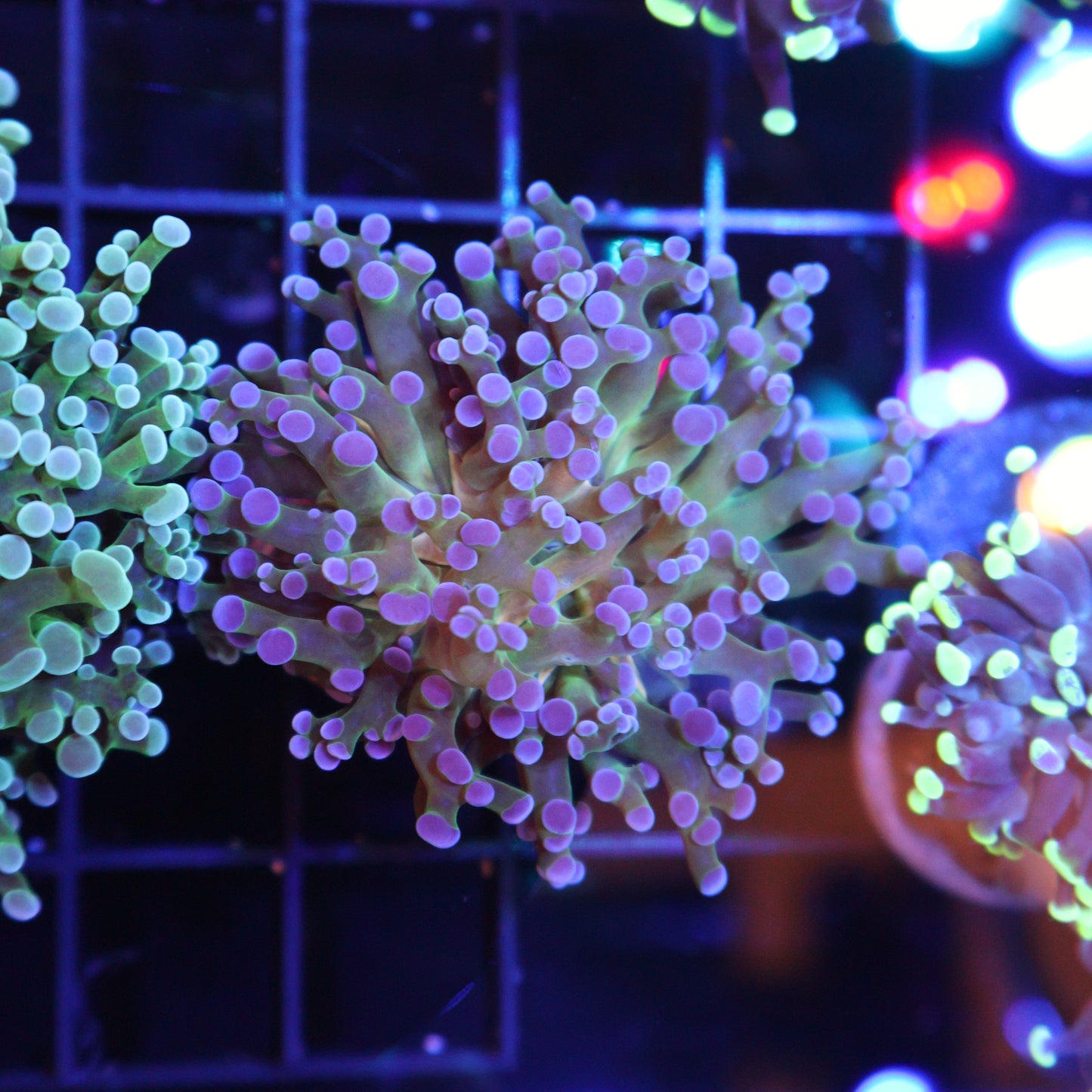 GS Yellow Belly Frogspawn