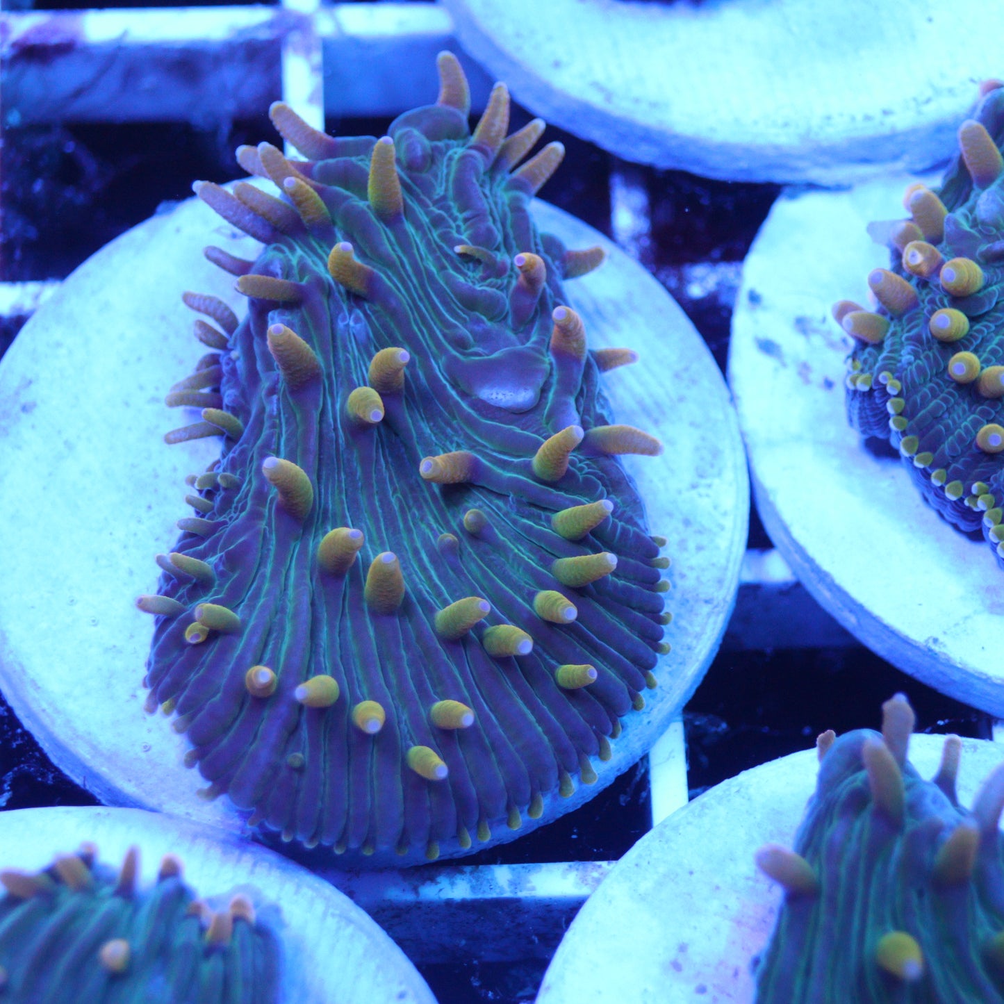 GS Yellow Fever Diaseris Plate