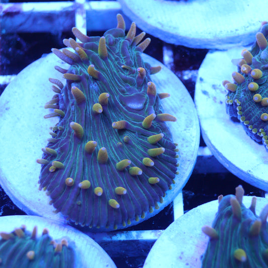 GS Yellow Fever Diaseris Plate