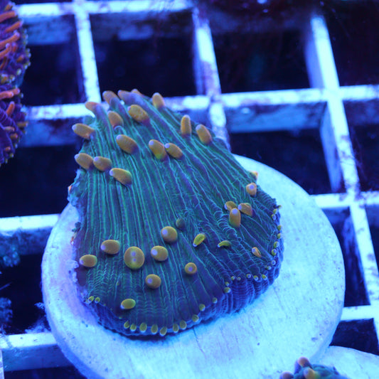 GS Yellow Fever Diaseris Plate