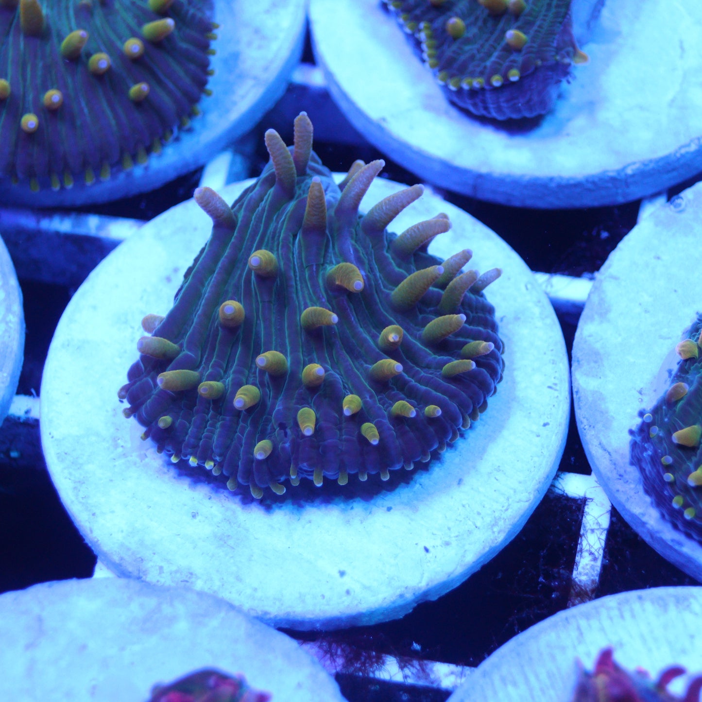 GS Yellow Fever Diaseris Plate