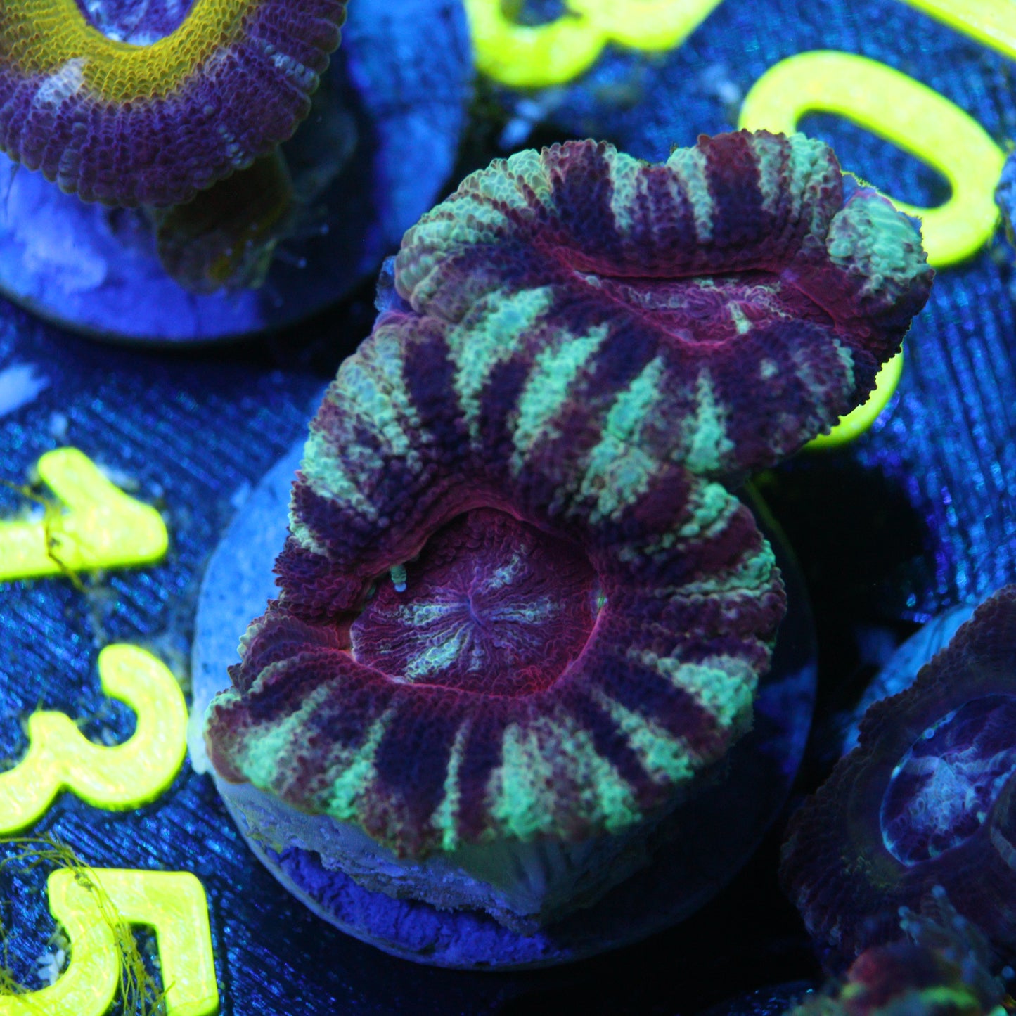 GS Maroon Bells Asian Acan