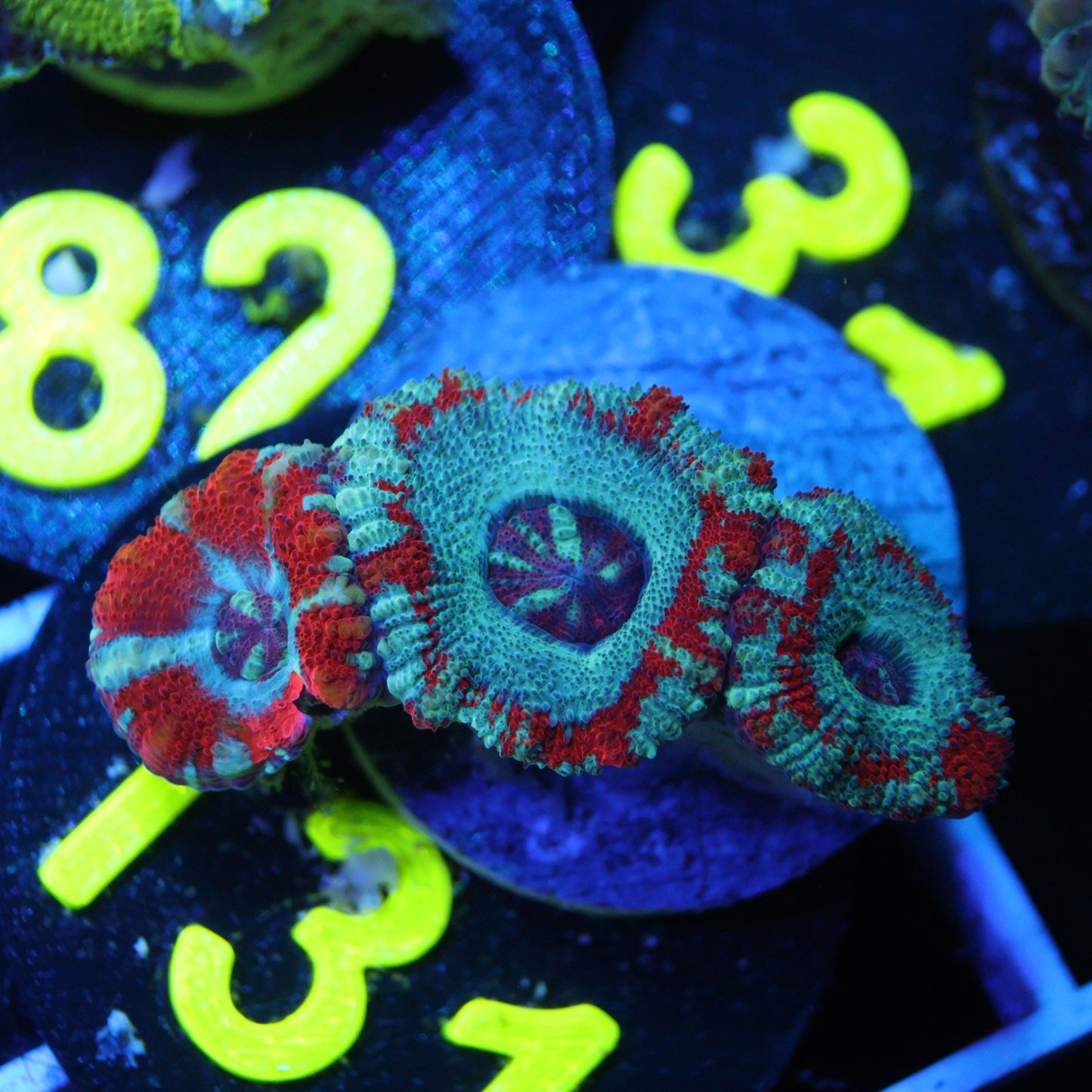 GS Peppermint Asian Acan