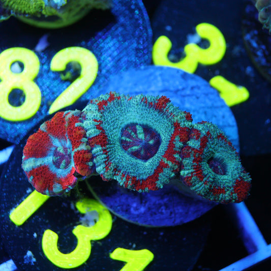 GS Peppermint Asian Acan