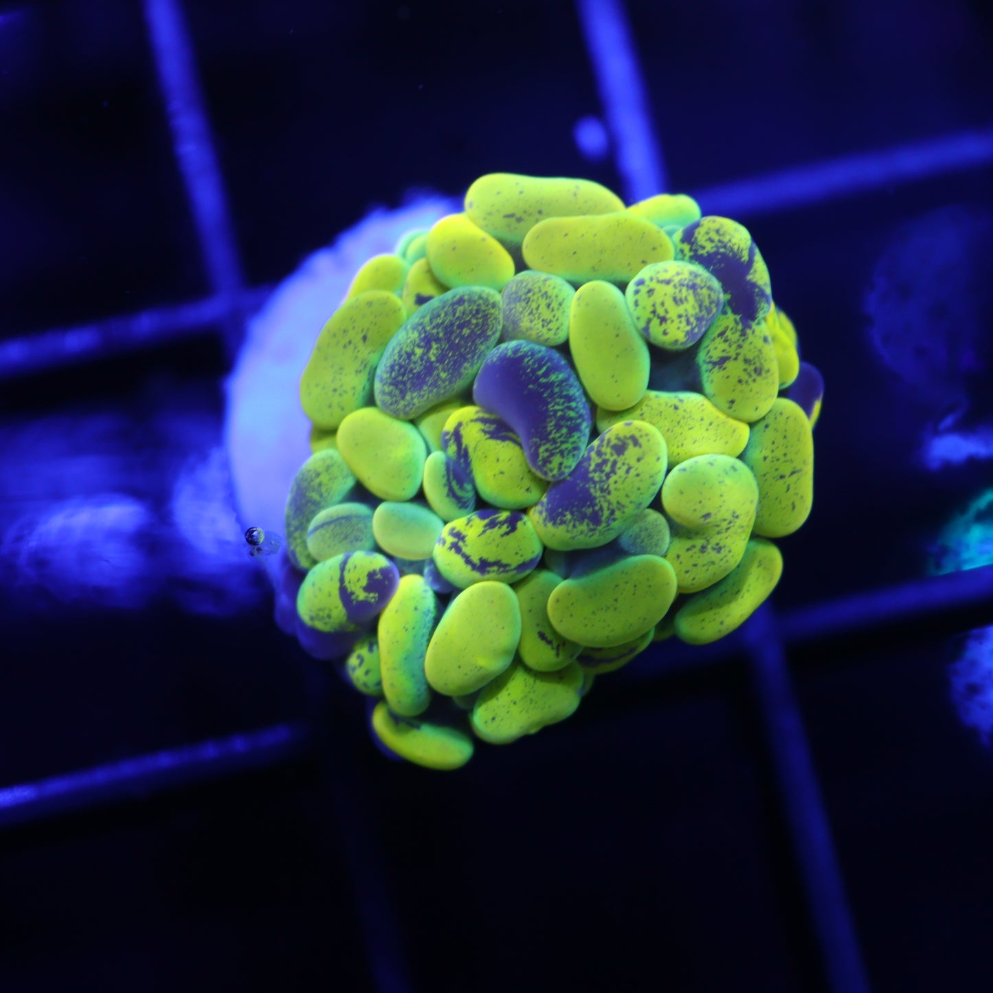 GS True Yellow Splatter Hammer