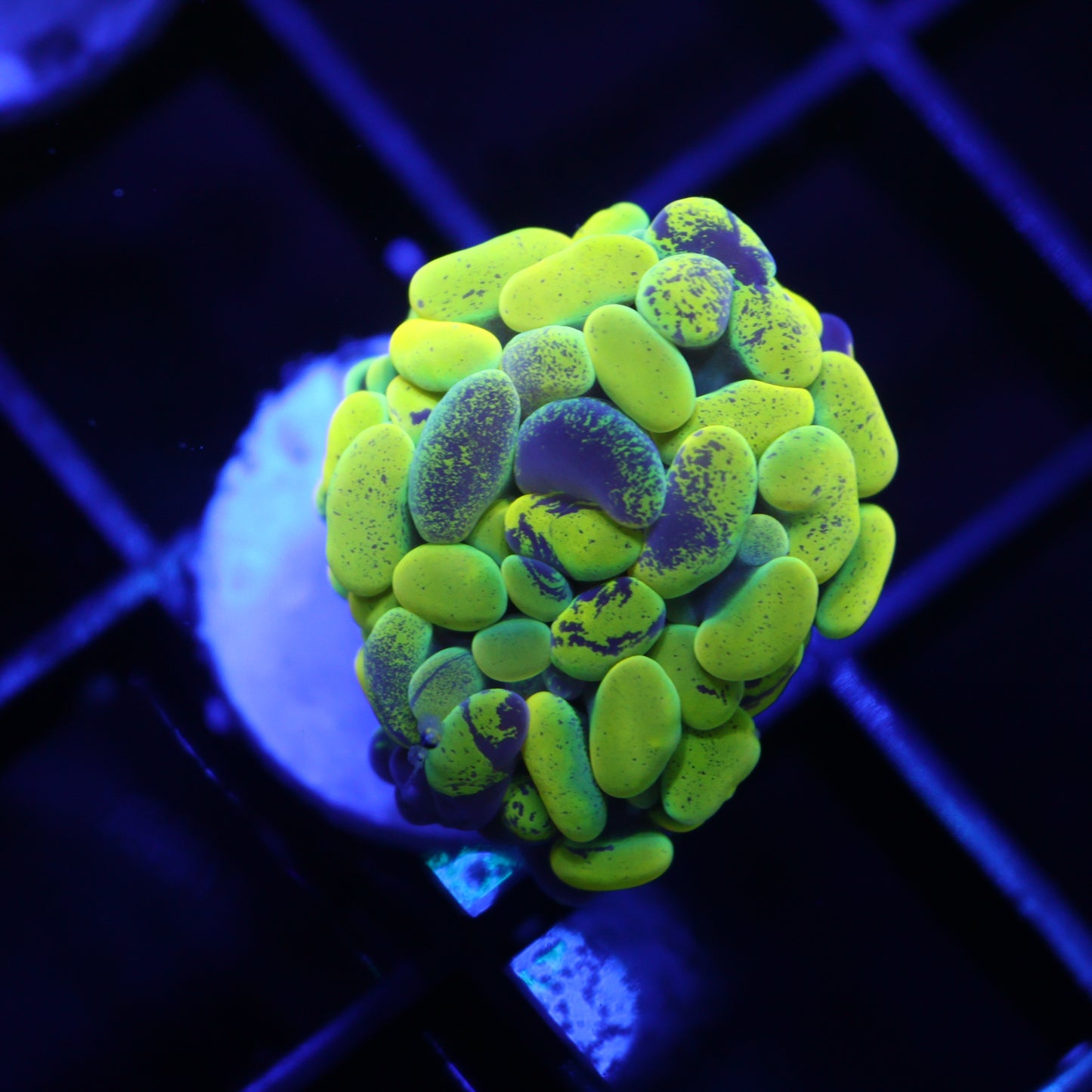 GS True Yellow Splatter Hammer