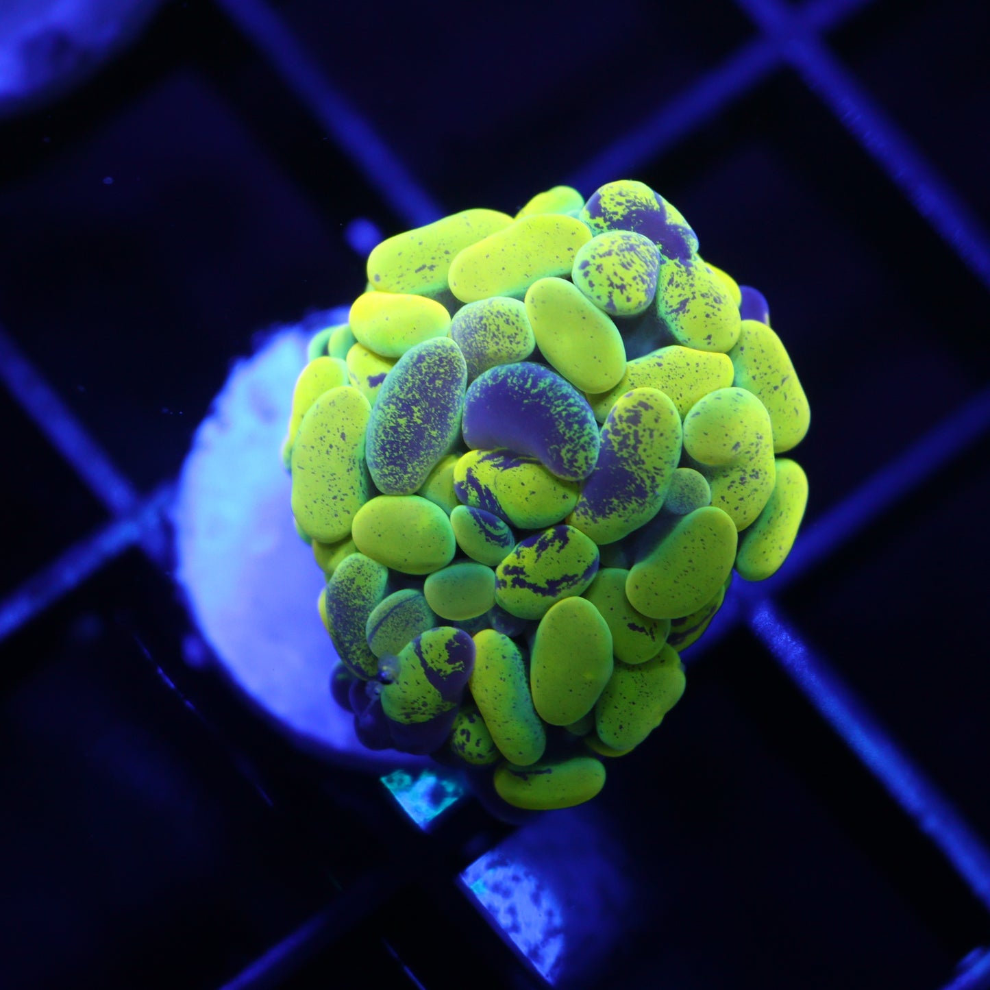 GS True Yellow Splatter Hammer